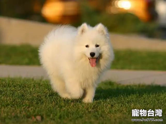 狗狗春季換毛的原因分析