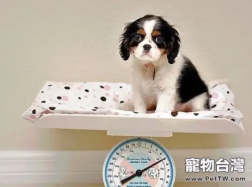 狗狗過度飢餓後該怎麼做（1圖）-寵物台灣