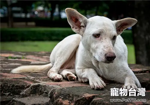 瞭解流浪狗的性格和需求