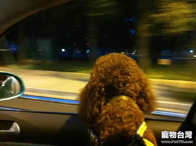 狗狗和愛車相處的注意事項(1圖)-寵物台灣