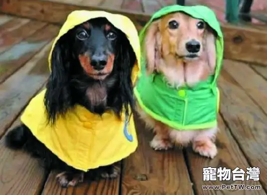 雨季狗狗出門的注意事項