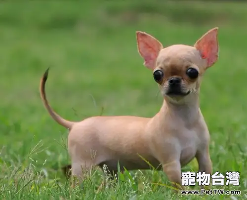 狗狗發情期的飼養要點