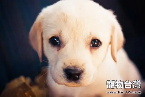 如何讓狗狗科學的面對壓力(1圖)-寵物台灣