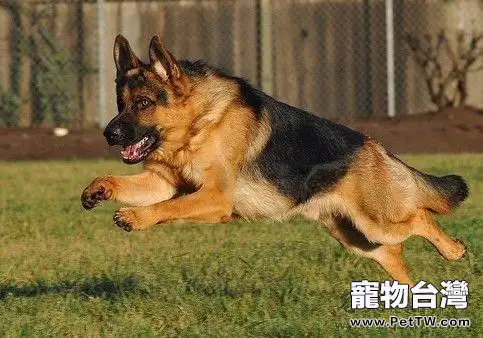 關於牧羊犬的品種介紹