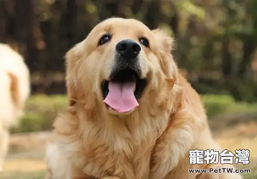 導盲犬通常是什麼品種的狗狗
