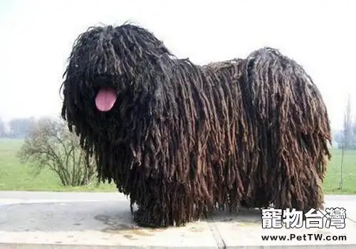 關於波利犬的介紹