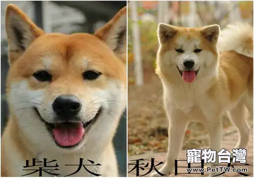 教你區分柴犬和秋田犬