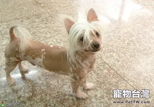 中國冠毛犬是狗狗中的殺馬特(1圖)-寵物台灣