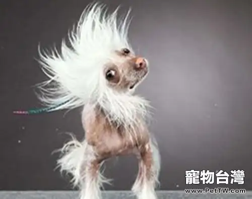 狗狗甩頭可能是耳朵發炎導致(1圖)-寵物台灣