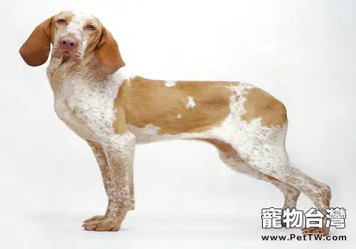 指示獵犬走的是「運動達人」路線