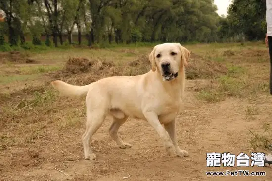 短毛犬吃什麼對毛髮好