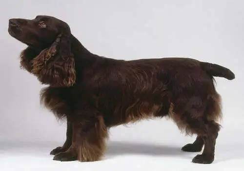 高貴的田野小獵犬(1圖)-寵物台灣