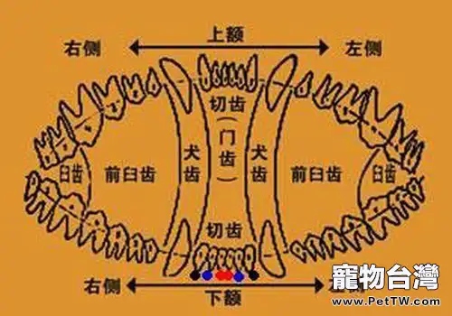 邊境牧羊犬幼犬牙齒生長時間表(1圖)-寵物台灣