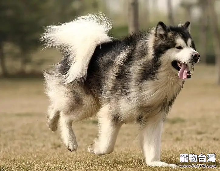 阿拉斯加雪橇犬夏天怎麼護理(1圖)-寵物台灣