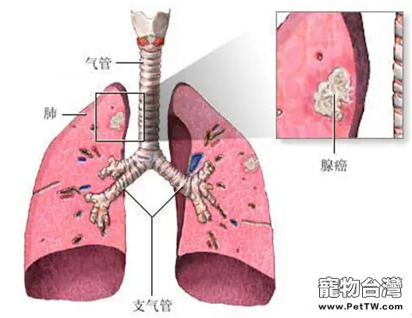 淺談寵物源性人畜共患病