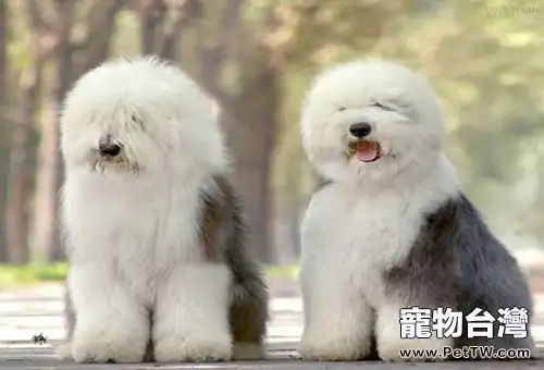 一份讓狗狗更健康的食譜（1圖）-寵物台灣