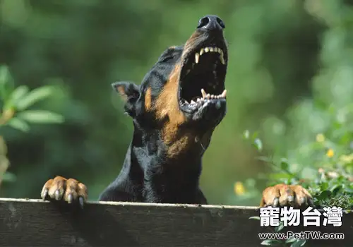如何減少狗狗對寵物醫院的恐懼(1圖)-寵物台灣