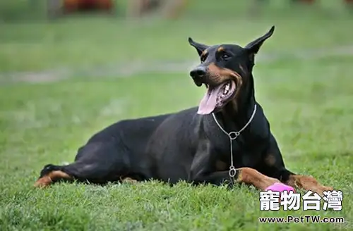 狗狗訓練靠體罰的弊端分析(1圖)-寵物台灣