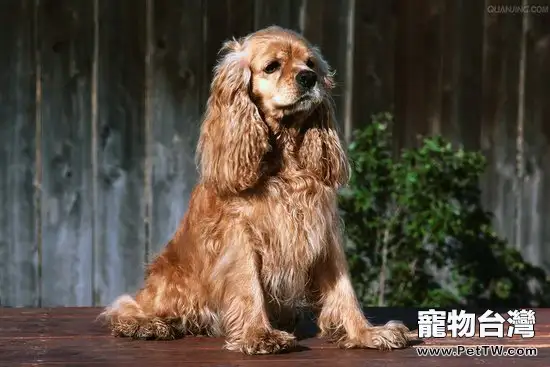 可卡犬產後和產前怎麼護理