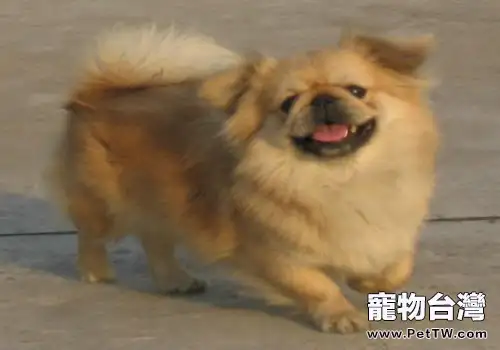 狗狗作揖的訓練(1圖)-寵物台灣