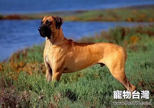 為你的狗狗相親把好關(1圖)-寵物台灣