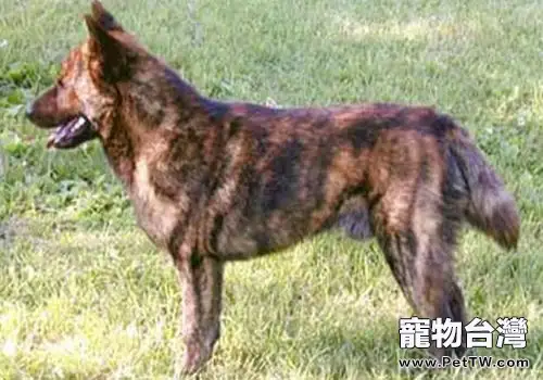 甲斐犬的介紹（1圖）-寵物台灣