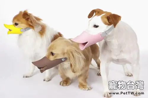 狗狗出門戴嘴套的好處
