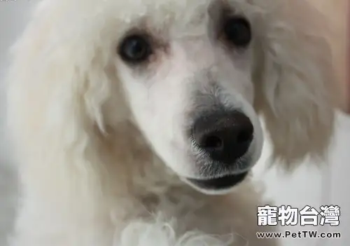 帶你讀懂狗狗的表情(1圖)-寵物台灣