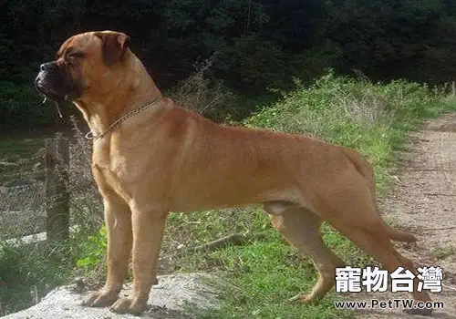 鬥牛獒犬簡介