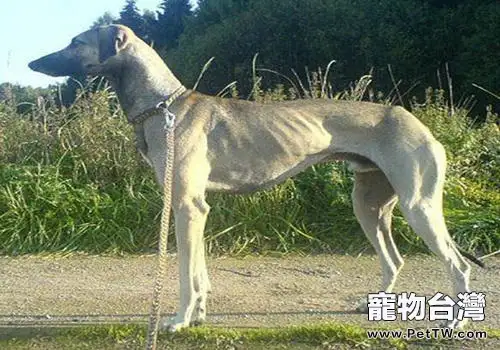 關於北非獵犬的介紹