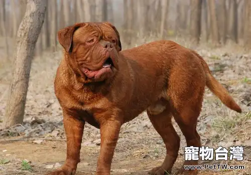 波爾多犬介紹（1圖）-寵物台灣