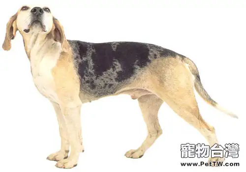 鄧克爾犬簡介