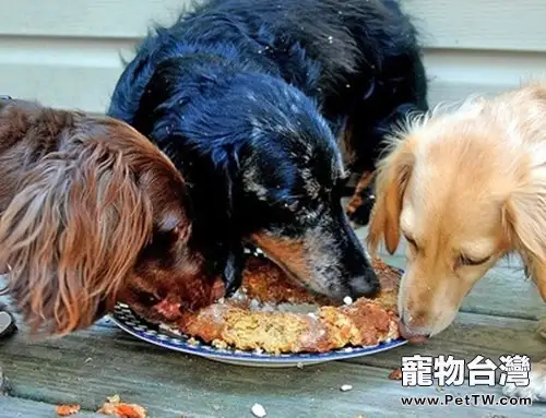 狗狗腸胃消化的特點介紹