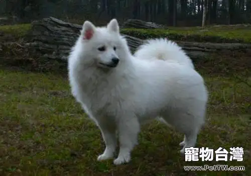 愛斯基摩犬介紹(1圖)-寵物台灣