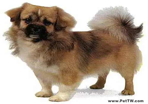 西藏獵犬簡介(1圖)-寵物台灣