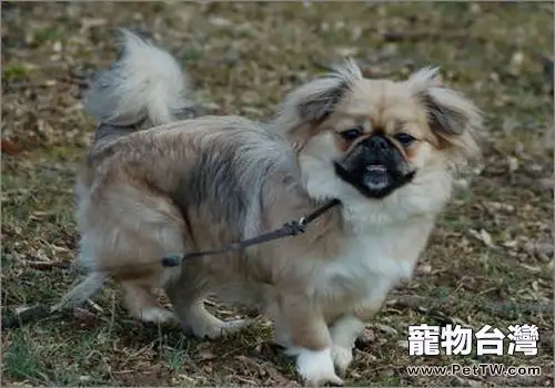 西藏獵犬的語言(1圖)-寵物台灣