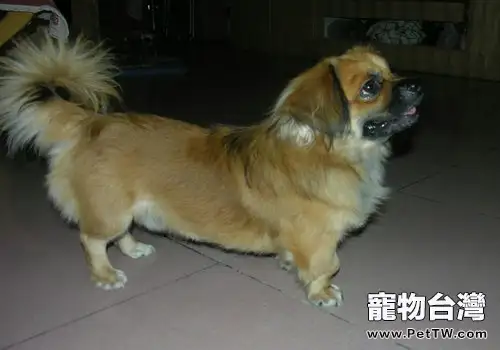 西藏獵犬鍛煉時的注意事項(1圖)-寵物台灣