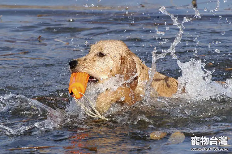 訓練狗狗游泳的三個要點
