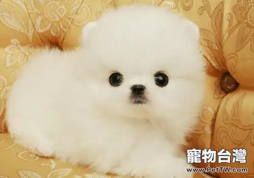 如何給狗狗洗耳（1圖）-寵物台灣