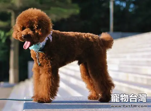 常見對純種犬的三大誤區（1圖）-寵物台灣