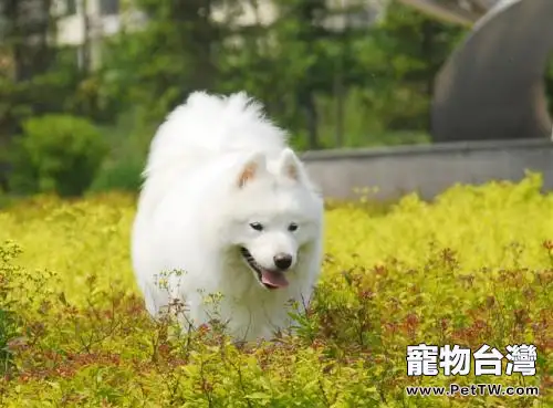 夏季飼養狗狗四要點