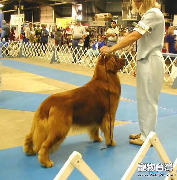 英系金毛與美系金毛的區別（1圖）-寵物台灣