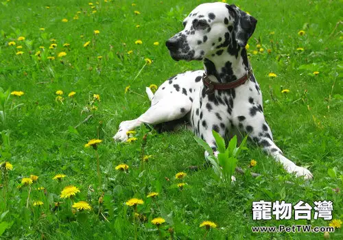 狗狗皮膚病檢查前的注意事項(1圖)-寵物台灣