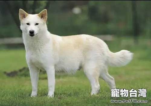 卡南犬簡介(1圖)-寵物台灣