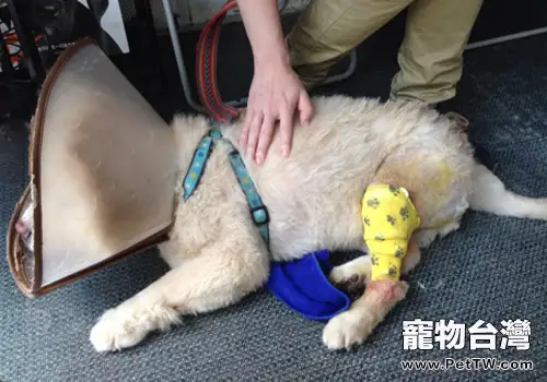 松獅犬膝關節手術與麻醉意外應急處理(共5張圖片)-寵物台灣