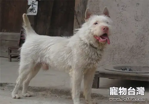 與德牧齊名的中國下司犬(1圖)-寵物台灣