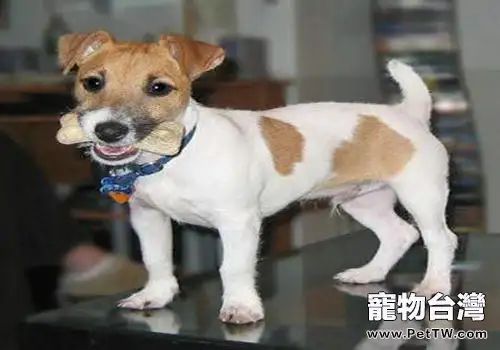 傑克羅素梗的養護