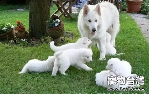 哺乳期仔狗狗的飼養與管理