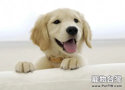 自製狗狗沐浴液的方法(1圖)-寵物台灣