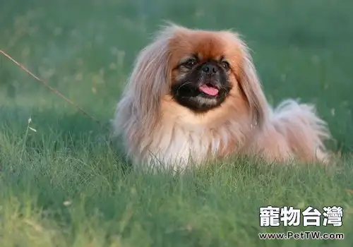 北京犬美容知識